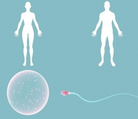 一直怀不上孩子可以做试管婴儿吗